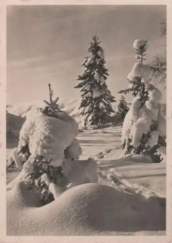 Verschneite Nadelbäume Verschneite Nadelbäume