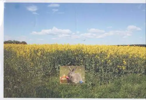 unbekannter Ort - blühendes Feld - Foto, keine Ak