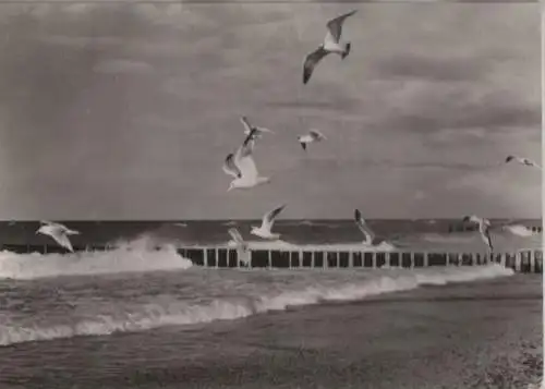 Ostsee - Brandung und Möwen