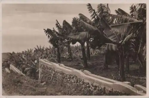 Bananen-Plantage - ca. 1955