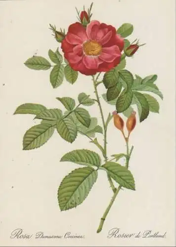 Rosa Damascena Coccinea blühend