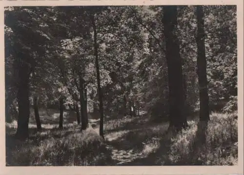 Blick in den Wald - ca. 1950