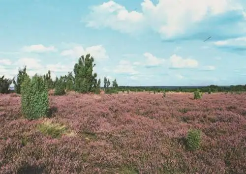 Lüneburger Heide - Heideblüte - ca. 1995