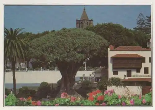 Spanien - Spanien - Teneriffa - Drago Milenario - ca. 1985