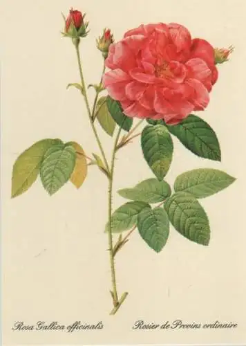 Rosa Gallica officinalis blühend