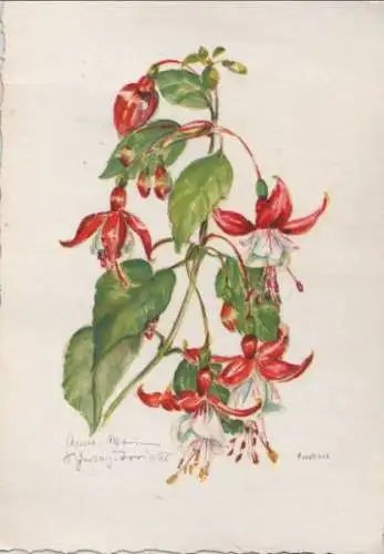 Fuchsie blühend