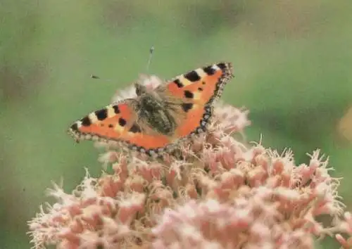 Kleiner Fuchs auf Blüte