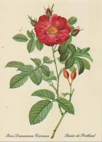 Rosa Damascena Coccinea blühend