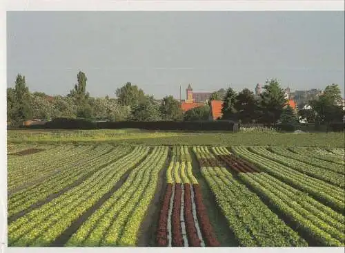 Landwirtschaft - Konoblauchsland