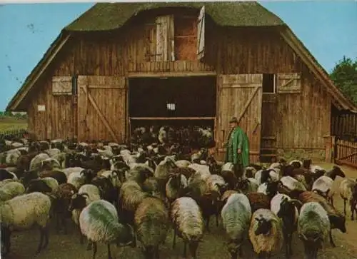 Lüneburger Heide - Schafstall mit Schäfer und Heidschnucken - 1974