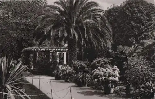 Mainau - Palmenhain - 1955