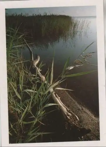 Ostsee - Boddenlandschaft - ca. 1995