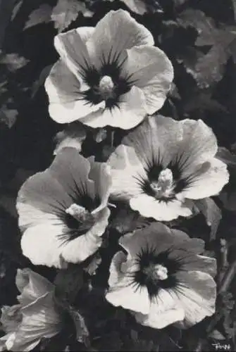 Hibiscus Vierergruppe