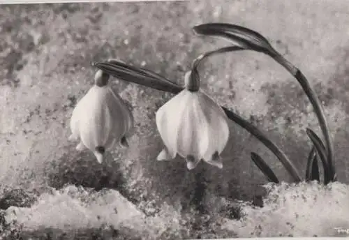 Großes Schneeglöckchen im Schnee