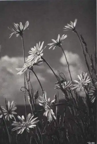 Wiesenblumen in Blüte