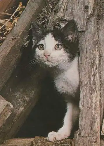 Katze im Gehölz - 2004