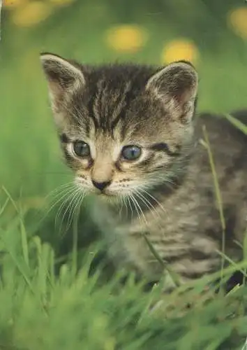 Katze im Gras