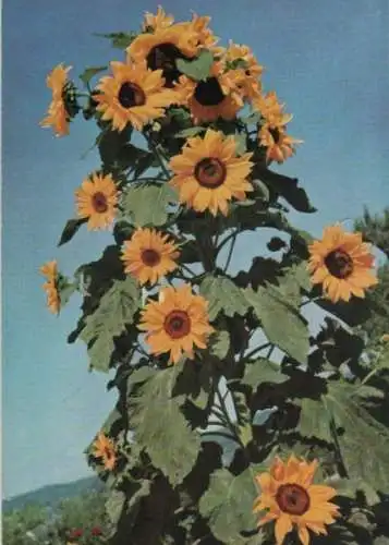 Sonnenblumen blühend