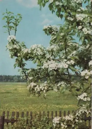 Frohe Pfingsten blühender Zweig