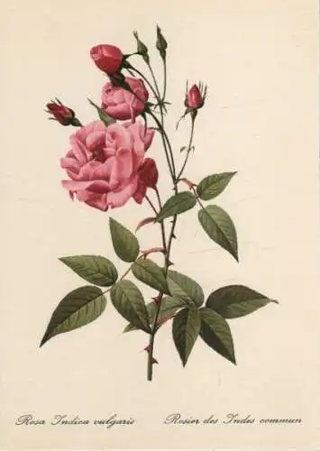 Rosa indica vulgaris blühend