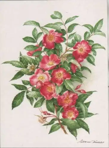 Alpenheckenrose Zeichnung