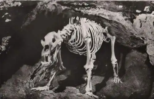 Teufelshöhle (Fränk. Schweiz) - Höhlenbär - 1961