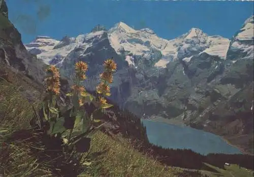 Schweiz - Oeschinensee - Schweiz - Gelber Enzian