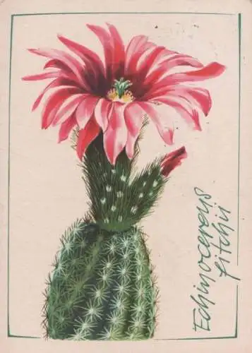 Echinocereus fitchii Kaktus