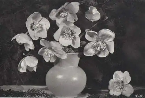 weiße Blumen in Vase