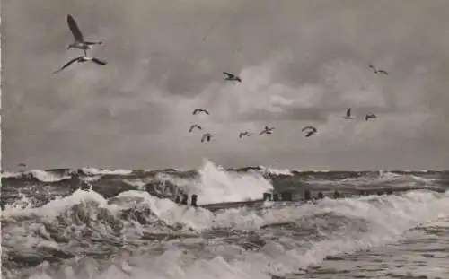 Borkum - Möwen in der Brandung - 1955