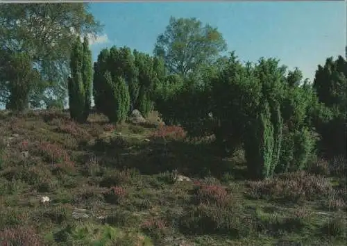 Lüneburger Heide - Naturschutzgebiet