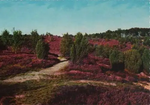 Lüneburger Heide - Wilseder Berg - ca. 1975