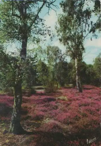 Frankreich - Frankreich - En Sologne - La clairiere aux bruyeres - ca. 1975