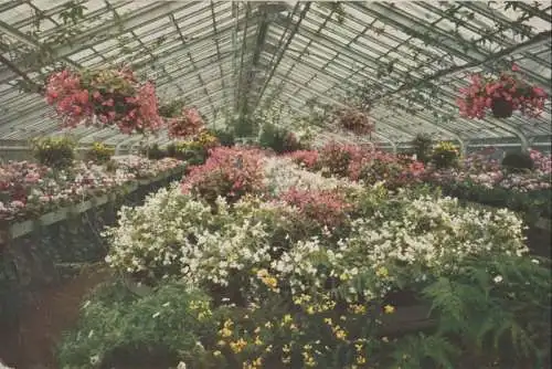 Frankfurt am Main - Palmengarten - Begonia