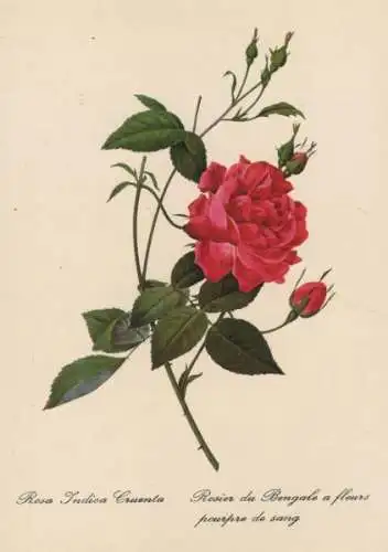 Rosa Indica Cruenta blühend