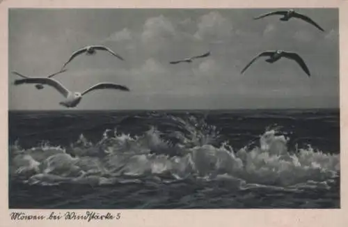 Norderney - Möwen bei Windstärke 5 - ca. 1950