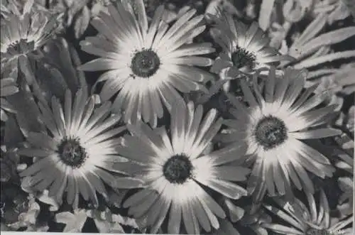 Mittagsblume Vierergruppe