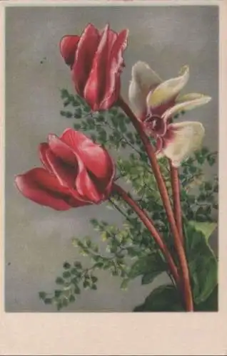 rote und weiße Blumen