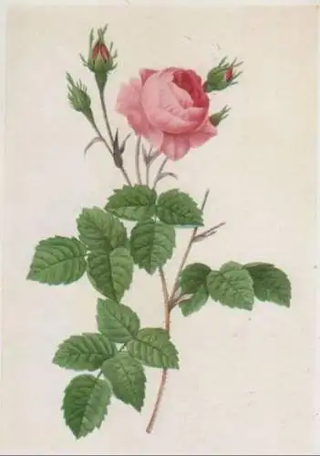 Redoute Rosa centifolia