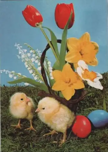 Frohe Ostern Küken