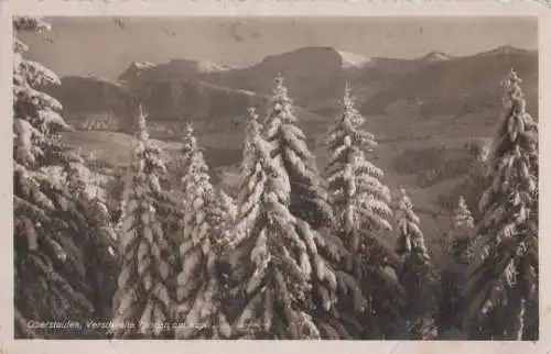 Oberstaufen - Verschneite Tannen - 1937