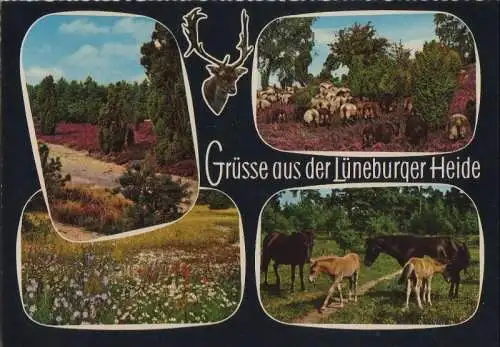 Lüneburger Heide - mit 4 Bildern - ca. 1975