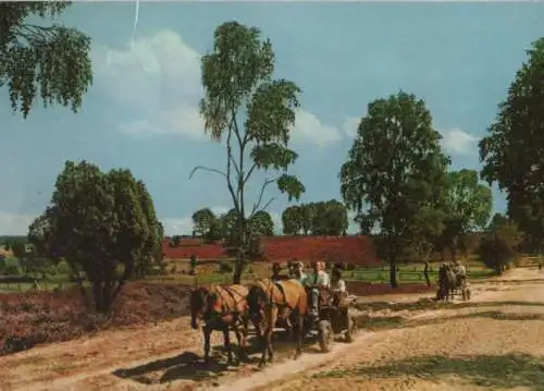 Lüneburger Heide - ca. 1985