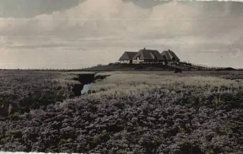 Halligen - Bondestabe und Meerstrandswermut