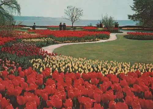 Mainau - Tulpenblüte - ca. 1975