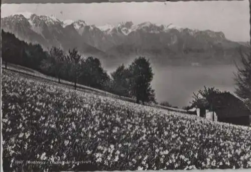 Schweiz - Schweiz - Montreux - Champ de Narcisses - ca. 1965