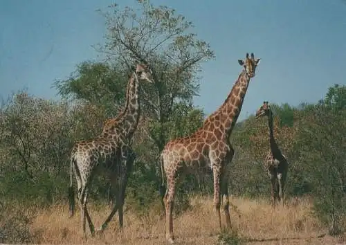 Natur Giraffen