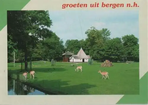 Niederlande - Bergen Aan Zee - Niederlande - weidende Tiere