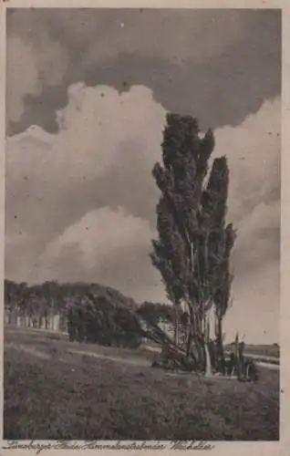 Lüneburger Heide - Himmelanstrebender Wacholder - 1944