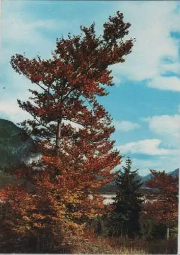 Baum mit roten Blättern